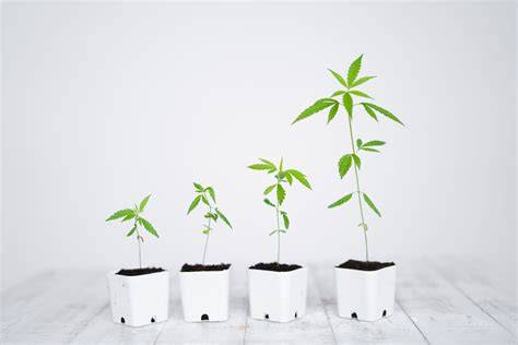 vizualizace růstu Araucaria ze semen