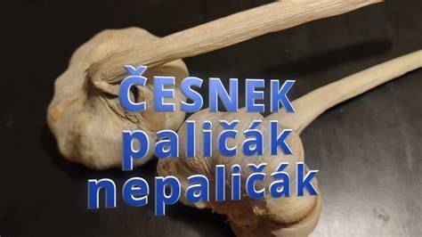 graf ukazující rozdíl paličák vs nepaličák