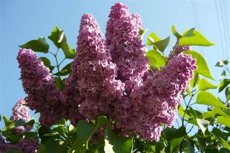 Šeřík květy v různých barvách (inovativní vizuální přehled)