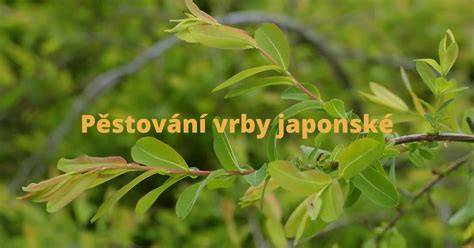 japonske vrby na kminku a listy