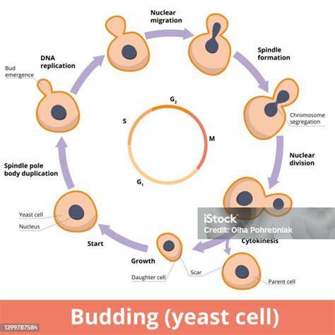 diagram pučení kvasinek a růstu buněk
