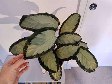 Detail listu calathea picturata
