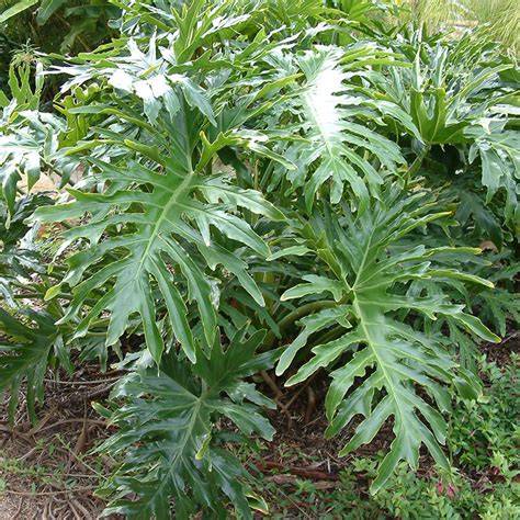 Kvalitní fotografie repliky philodendron selloum v interiéru