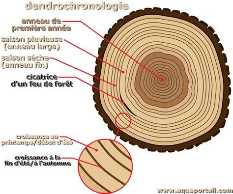 vizuální schéma dendrologie a listnatých dřevin