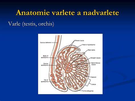 Anatomie varlete a cest spermií