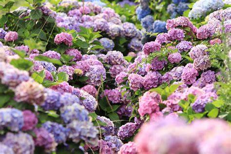 Hortenzie kosmaté - vizuální charakteristika a květenství