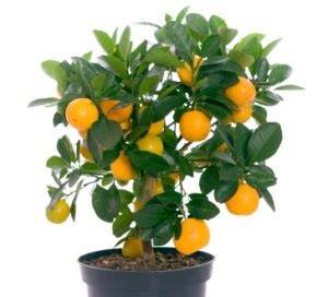 citrus rostlina pěstování doma