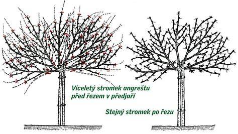 Infografika: Keřový a stromkový angrešt