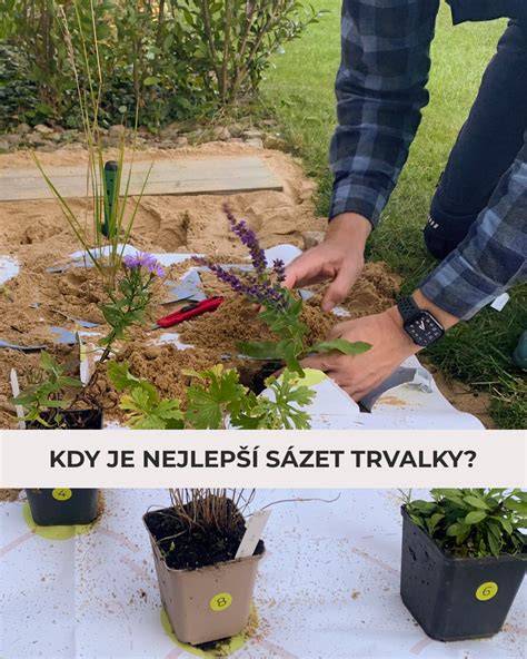 kdy-sazet-trvalky-infografika