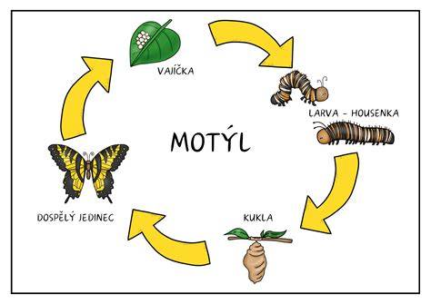 Infografika: Životní cyklus a druhy mšic
