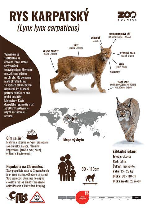 infografika porovnání paličáku a nepaličáku
