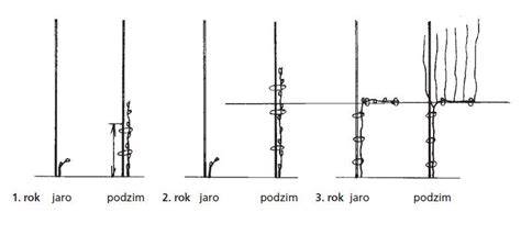 Rýnsko-hessenské vedení révy a jeho tvary