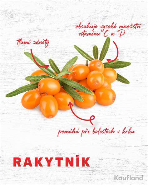 oranžové plody rakytníku na větvích