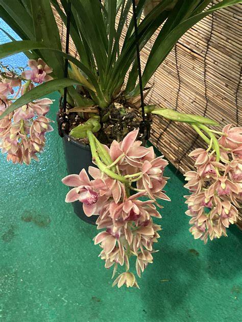 orchideje svetlo parter s oknem