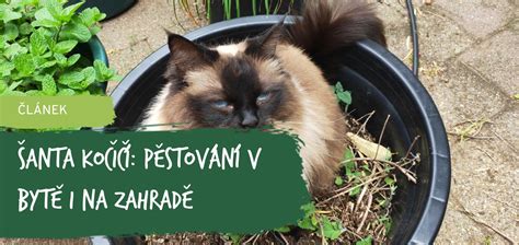 šanta kočičí v zahradě a květy