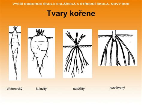 kořenové výmladky a rozvětvený systém šeříku
