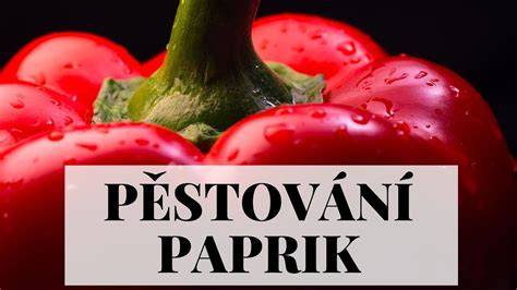 Schéma pěstování papriky krok za krokem