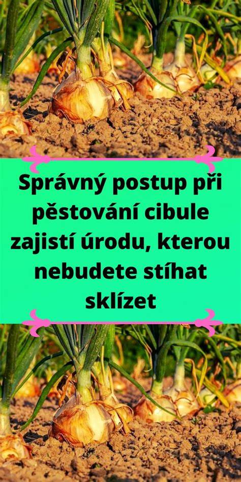cibule sazacka ilustrovany postup zasazeni