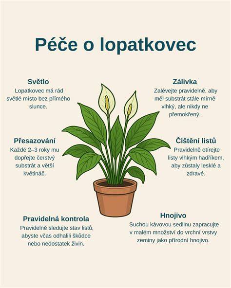 infografika: péče o lopatkovec