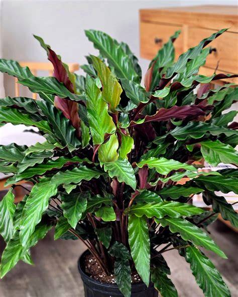 Calathea rufibarba sametové listy detail