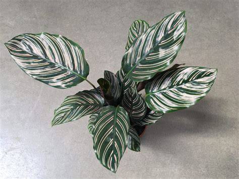 Kalatea variety listy kresba