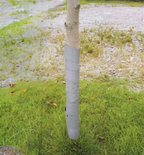 Ochrana vzájemného sousedství stromů