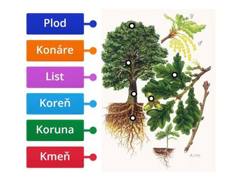 diagram koruny a větvení stromu
