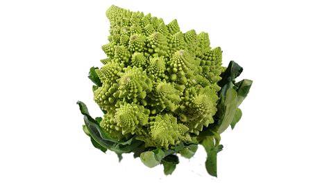 kvetak romanesco obrazek zive zelene rastliny