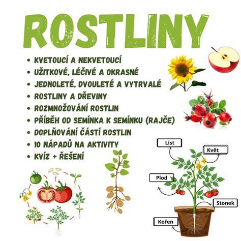 ilustrační obrázek semínek a rostlin kotvičníku