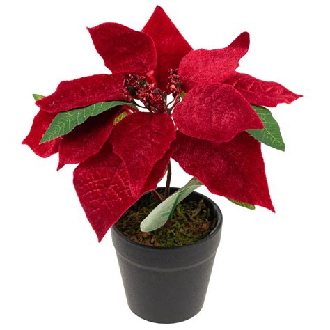 vícebarevná listenová poinsettia v květináči
