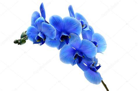 modrá orchidej ilustrace