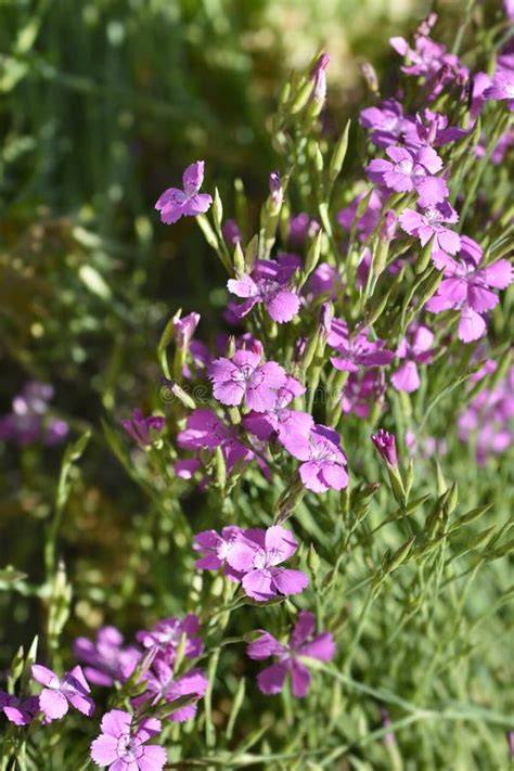 Skalkové uspořádání s Maiden pink