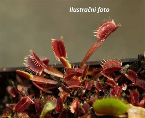 mucholapka podivná vizuální schéma pastí