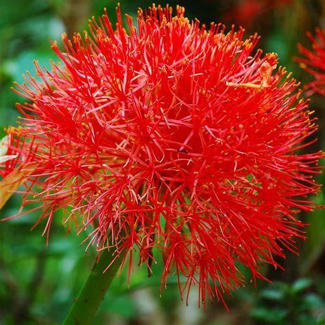 Scadoxus multiflorus květenství a listy v terénu