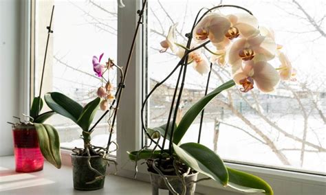 Zimní orchideje na parapetech
