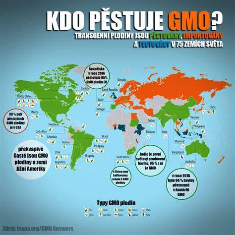 infografika: rozšíření GMO po světě