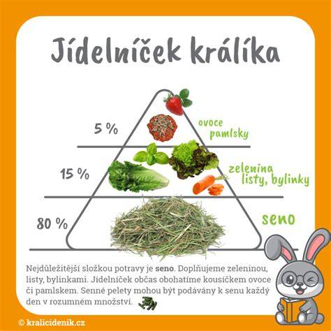 infografika-seno-králíci-základy
