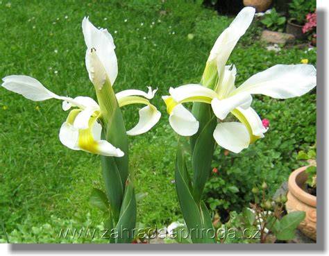 typha iris kosatce jezírko