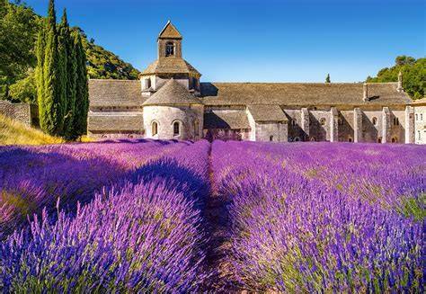 Levandulové pole v Provence
