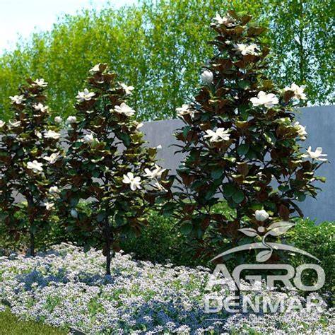 kultivary magnolie Little Gem Galissonière Goliath