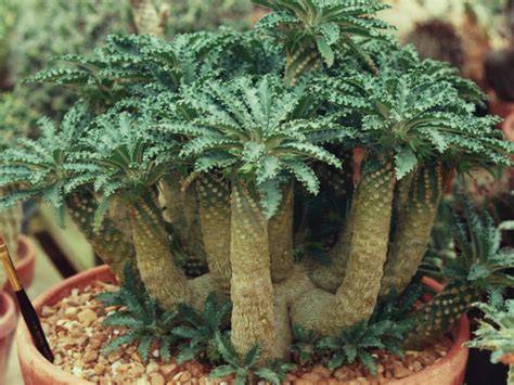 illustration of Dorstenia lavrani rosette and stems