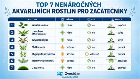 rozvržení rostlin na zahradě infografika