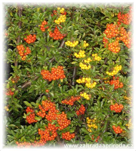 hlohyně plody na keři