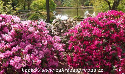 Pěnišník a rododendrony v kombinaci