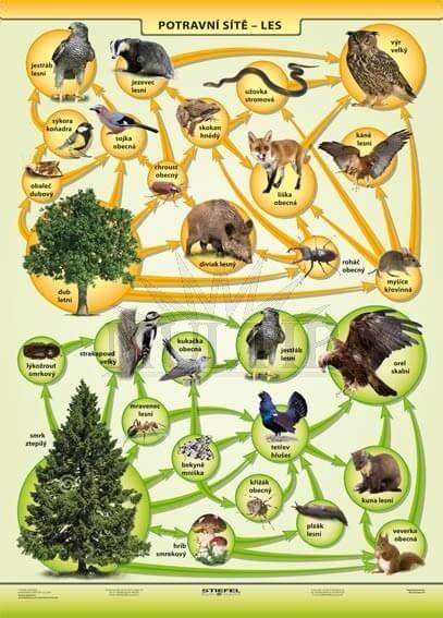 Infografika: potravní síť zahrady a role hmyzu