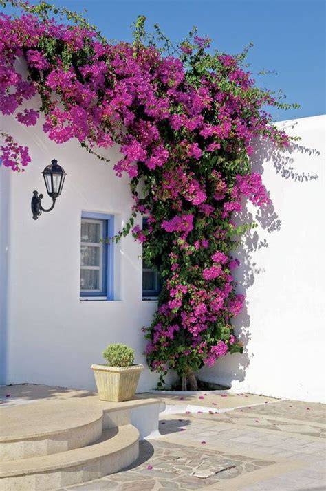 Bougainvillea plant in bloom (visual emphasis)