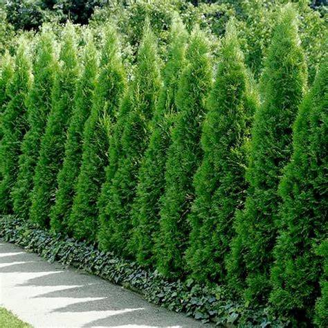 thuja occidentalis zivý plot kultivar Smaragd