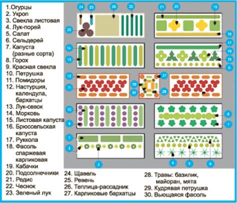 Иллюстративная схема размещения Coreopsis в смешанных посадках