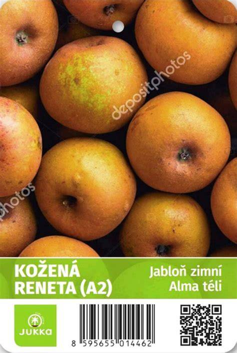 jablka kožuch kožená reneta vizuální popis