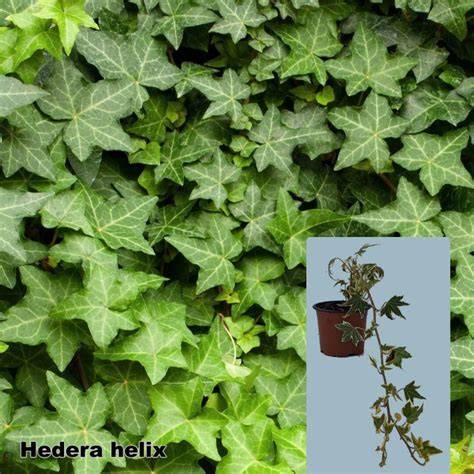 Ilustrace Hedera helix růst po zdi